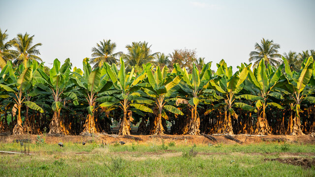 Red bananas are a group of varieties of banana with reddish-purple skin. Some are smaller and plumper than the common Cavendish banana, others much larger.