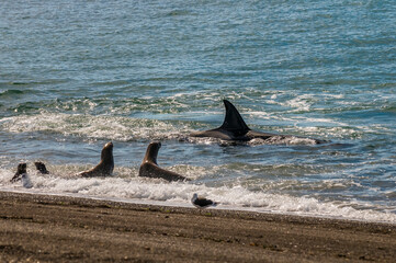 Killer whale hunting sea lions,Peninsula Valdes, Patagonia Argentina
