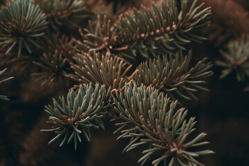 Naklejka na ściany i meble Prickly branches of pine or spruce, fir. Fluffy vibrant brown coniferous branch close-up on a dark background. Sepia floral background for design, social networks. Horizontal photo.
