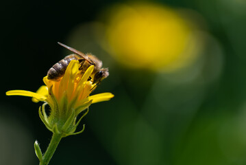 Pszczoła miodna posilająca się na żółtym kwiatku. - obrazy, fototapety, plakaty