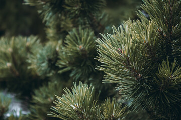 Naklejka na ściany i meble Fluffy green-brown coniferous branch close-up on a background. Long pine needles. Fluffy prickly pine branches. Horizontal floral background for design, social networks with a selective focus.