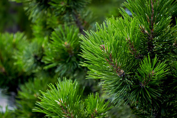 Fototapeta na wymiar Fluffy green coniferous branch close-up on a background. Fluffy prickly pine branches. Long pine needles. Horizontal floral background for design, social networks with a selective focus.
