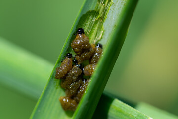 Makro szkodniki ogrodowe, larwy zjadające łodygi. - obrazy, fototapety, plakaty