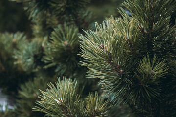 Fluffy green-brown coniferous branch close-up on a background. Fluffy prickly pine branches. Long pine needles. Horizontal floral background for design, social networks with a selective focus.