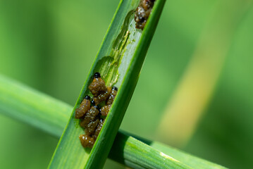 Grupa szkodników ogrodowych, larwy zjadające plony.