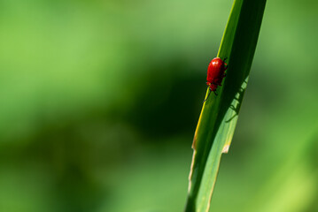 Mały czerwony żuk wraz ze swoim cieniem schodzący po źdźble trawy.