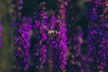 Blooming sage. Pollination of long bright purple flowers of oakwood sage. The honey bee pollinates...