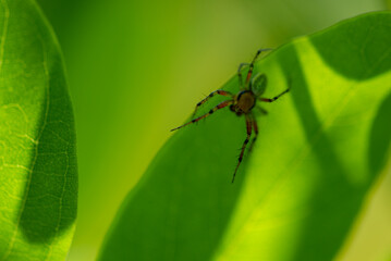 Włochate nogi pająka na krawędzi liścia, na zielonym tle - obrazy, fototapety, plakaty