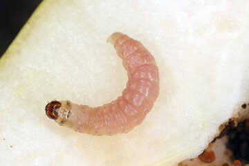 Caterpillar of the codling moth - Cydia pomonella in an apple. Major pests to agricultural crops,...