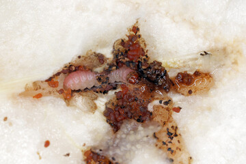 Caterpillar of the codling moth - Cydia pomonella in an apple. Major pests to agricultural crops,...