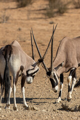 Male Gemsbok rutting in the Kgalagadi