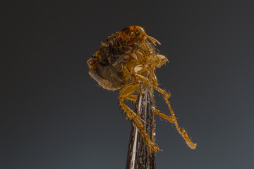 Una pulga  de cabello  humano. 