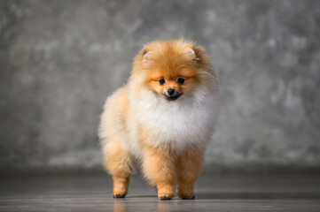 young pomeranian spitz puppy standing in the studio