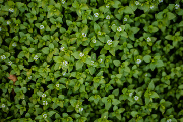 Obraz premium Texture, greenery, flowers