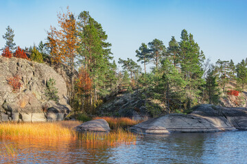 Obraz premium Pine trees on the cliffs of Lake Ladoga at autumn evening. Republic of Karelia.