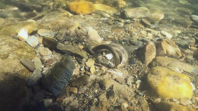 Spawning European brook lamprey, Lampetra planeri, frashwater species that exclusively inhabits freshwater environments. Lamprey in the clean mountain river holding gravel. Frashwater habitat. River