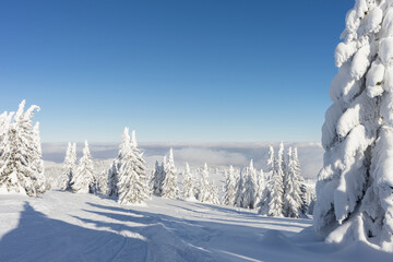 Winter sunny mountain landscape. Fir trees under the snow on the ski slope and blue sky. High quality photo