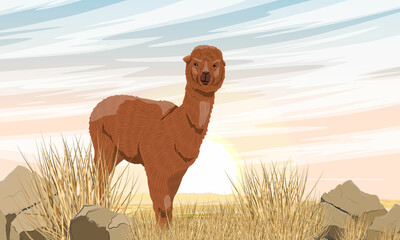 Fototapeta premium Brown alpaca in a rocky steppe with dry grass and stones. Vector realistic landscape