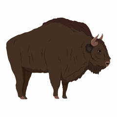 A large male European bison Bison bonasus stands sideways. The wisent or the zubr. Realistic vector wild animals of Europe. Bialowieza Forest. © AnnstasAg
