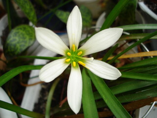 White zephyranthes
