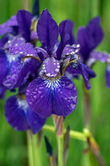 パンジー、花、アヤメ、ガーベラ、水玉