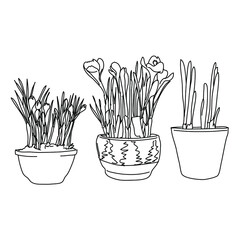 potted plants line vector black and white seedling primroses clay pot narcissus tulip bow home flower shop promotion banner