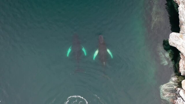 ballenas jorobadas nadando desde punto de vista a&eacute;reo
