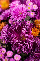 Chrysanthemum koreanum. Background with blossoming a chrysanthemums.