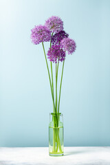 Bouquet of ornamental onion flowers in green glass vase, round purple allium flowers on blue background.