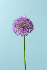 Ornamental onion flower, round purple allium flower on blue background. Close-up.