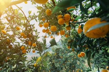 orange trees in the garden