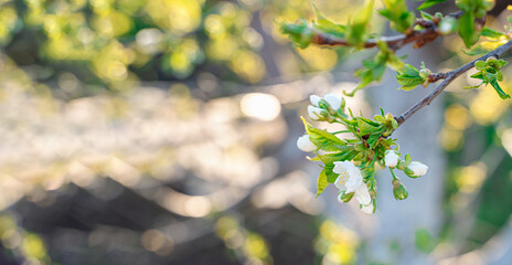 A blooming branch of an apple tree against the background of nature.