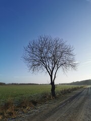 Fototapeta na wymiar lonely tree on a field in north Germany
