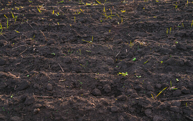 The soil is ready for cultivation in rural fields.