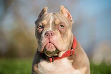 A pocket male American Bully puppy dog close up