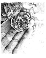 Gentle hand cupping rose between fingers. Rose between fingers drawn and shaded with graphite pencil.