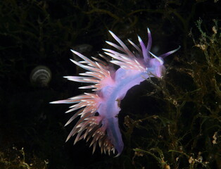 purple mollusc in the night under the sea