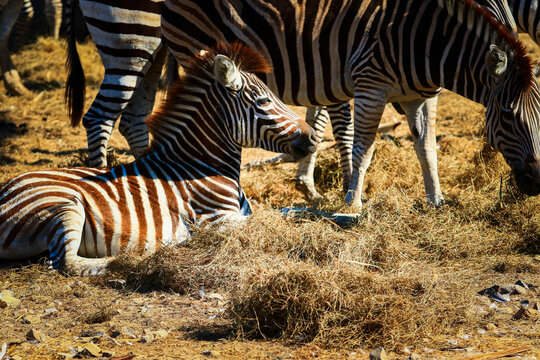 flock of zebra on dirt ground