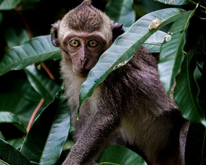 Monkey close up photo
