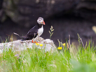 faroe Islands