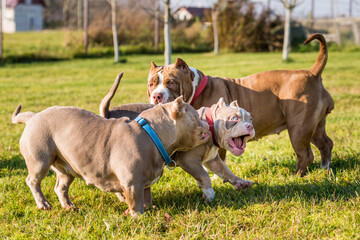 American Bully puppies dogs are playing on nature