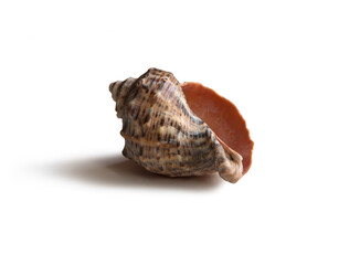 Marine sea shell on white background