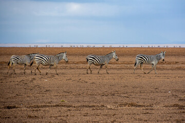 Fototapeta na wymiar Zebras auf trockenem Lake Amboseli