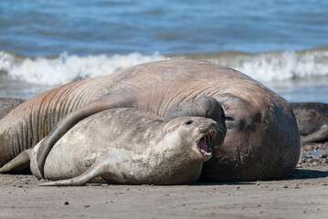 Elephant seals couple mating, Peninsula Valdes, Patagonia, Argentina.