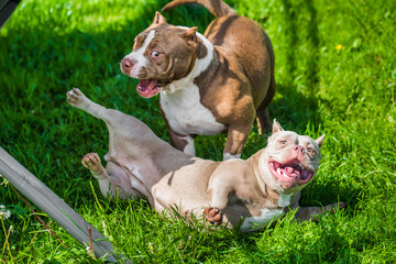American Bully puppies dogs are playing on nature