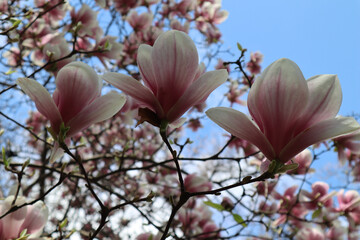 Magnolia tree blossom. Magnolia flower with white-pink petals against the blue sky in early spring