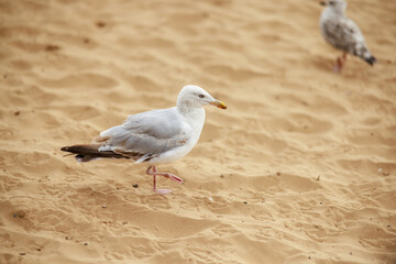 An isolated seagull on the beach with copy space