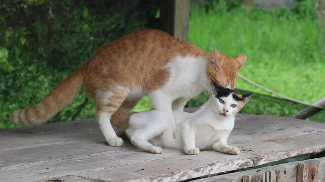 the ginger cat making love to white cat