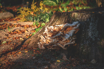 Closeup of large mushrooms, Chicken of the Woods (Laetiporus) grow on a stump in the forest