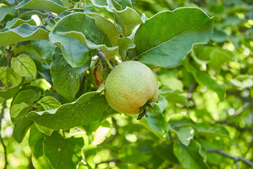 A ripening green quince on a tree branch. The unripe crop is growing. A shaggy apple on a green tree. Selective focus. The theme of gardening, fruit growing, a rich harvest. Horizontal photo.